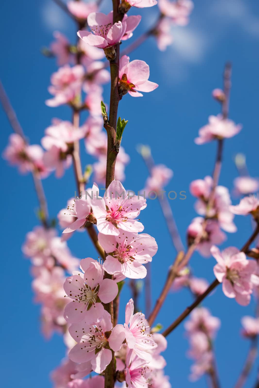 Spring border or background art with pink blossom. Beautiful nat by DaLiu