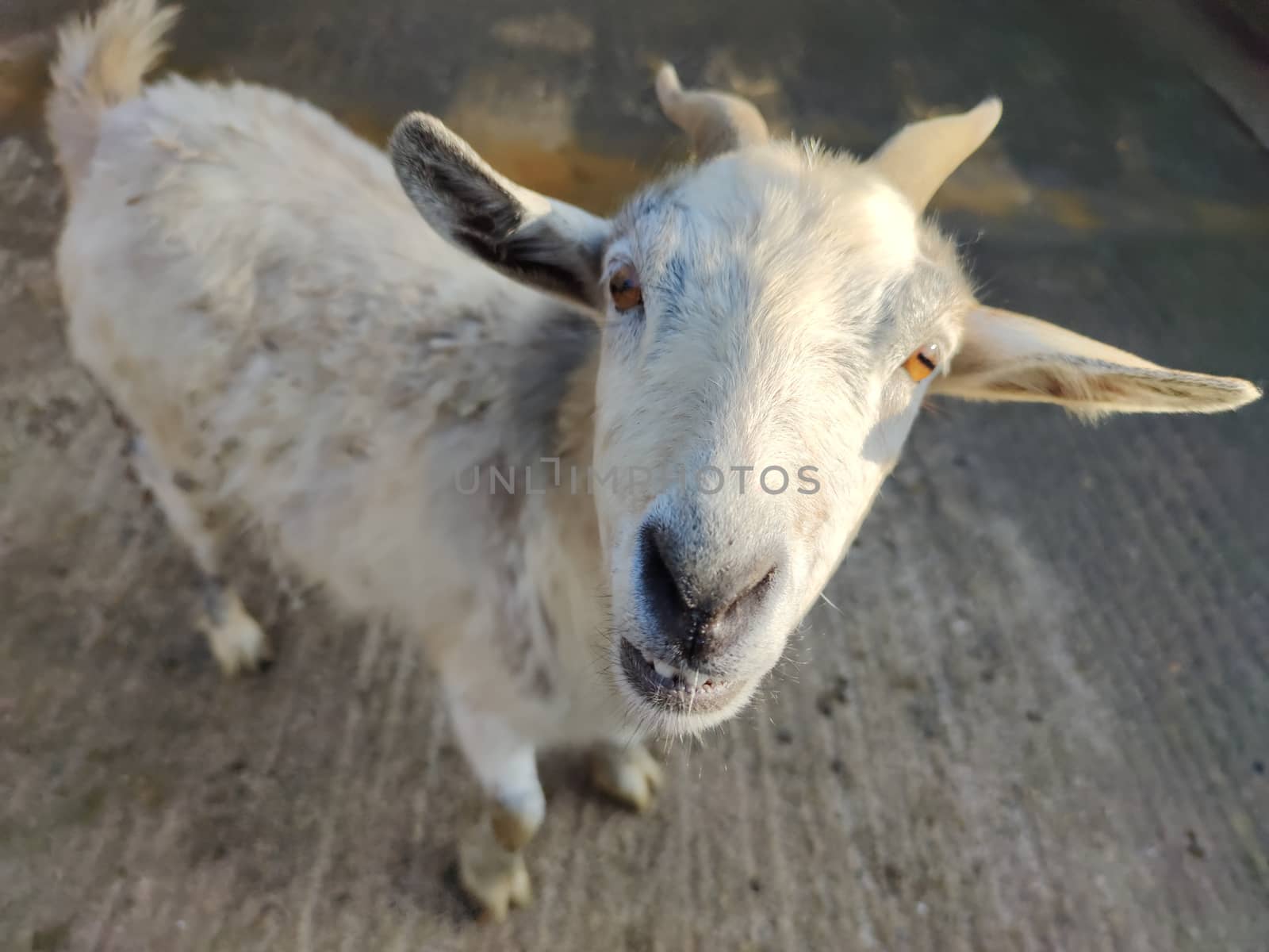 white goat with two horns in the fold by devoxer