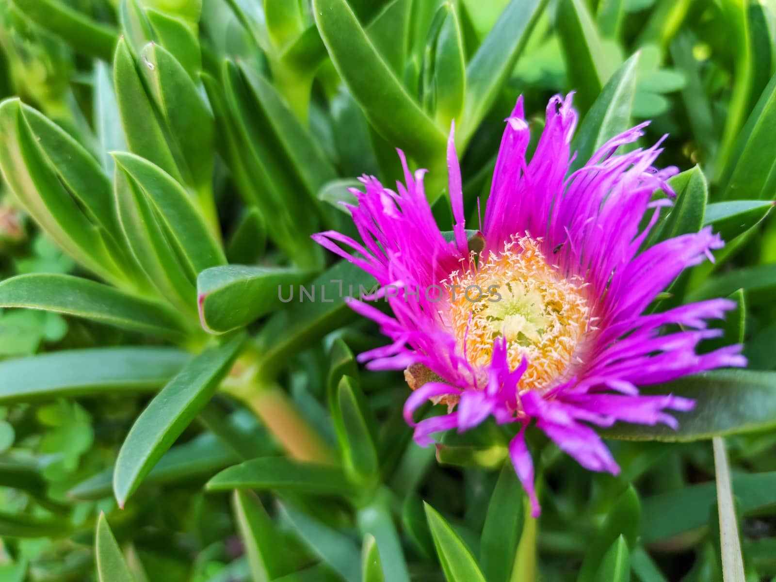 A beautiful purple flower next to green plants