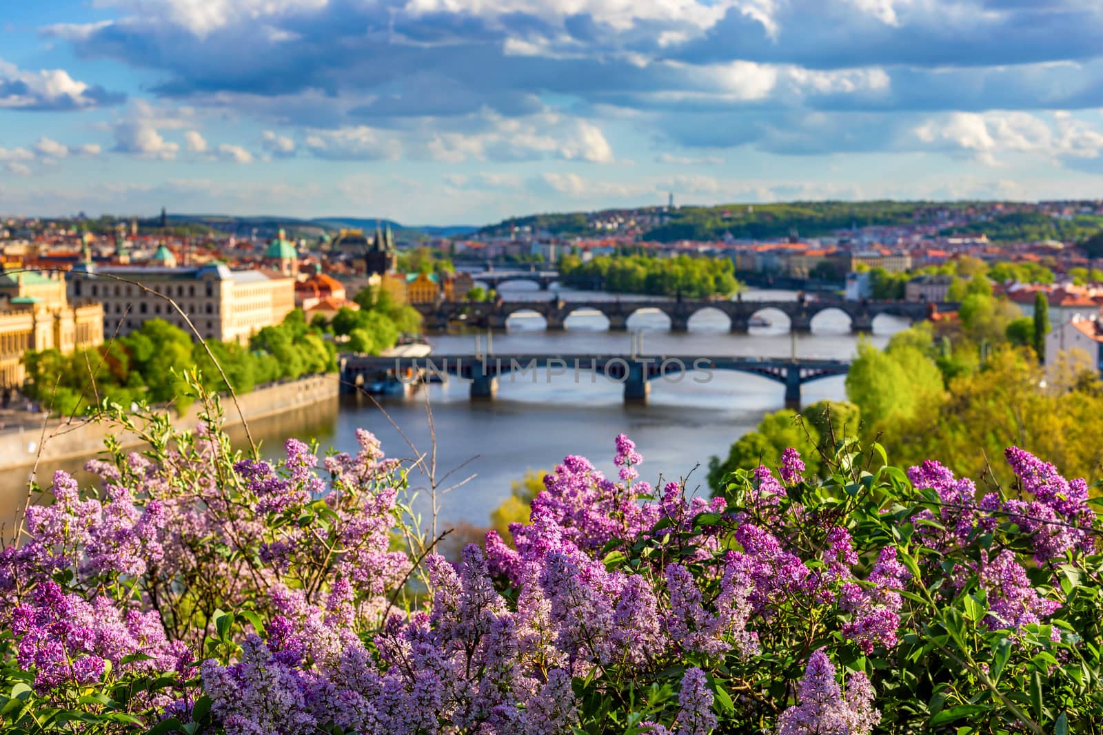 Amazing spring cityscape, Vltava river and old city center with colorful lilac blooming in Letna park, Prague, Czechia. Blooming bush of lilac against Vltava river and Charles bridge, Prague, Czechia.