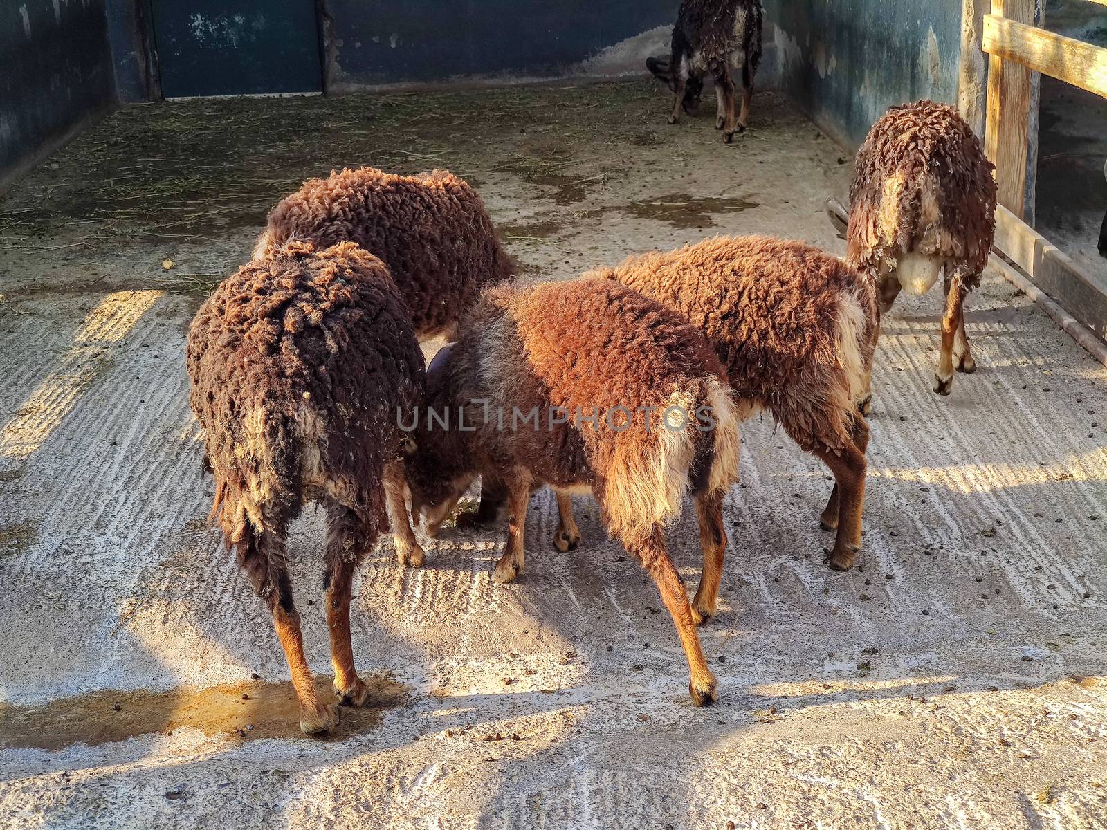 a group of brown sheep in the zoo by devoxer