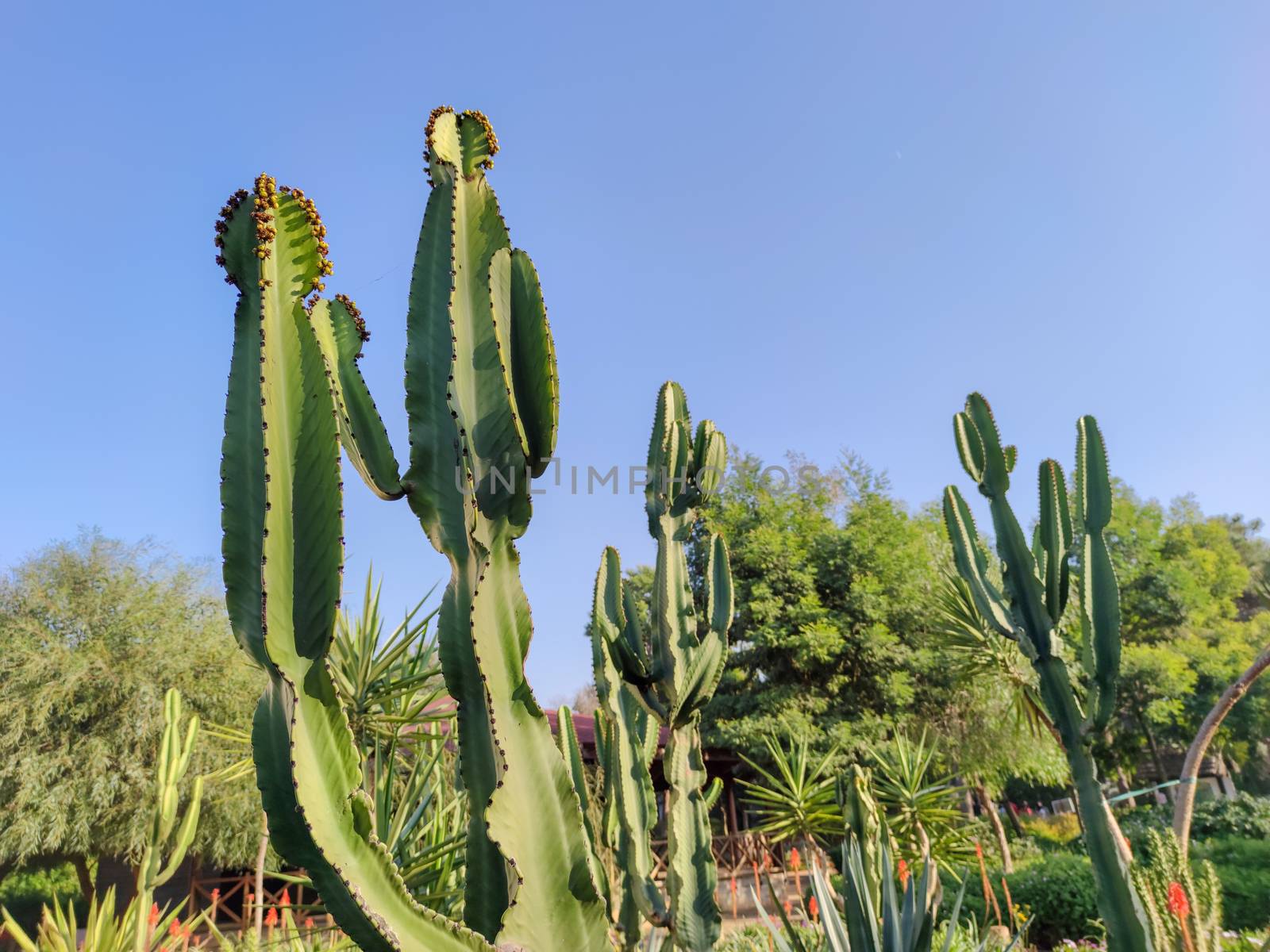 The thorny desert plants so beautiful