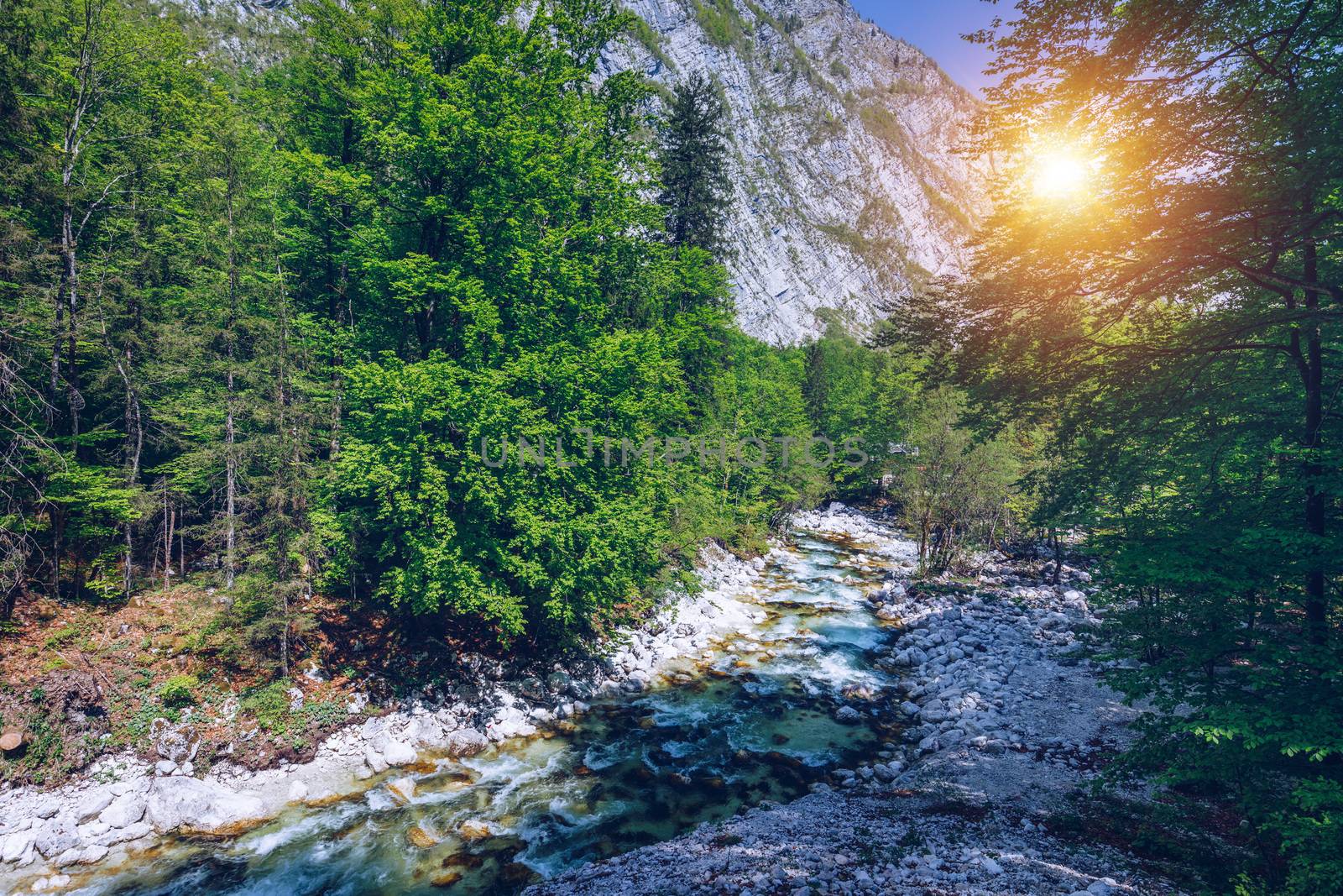 Cold mountain stream coming from Savica waterfall, river Sava near lake Bohinj, Slovenian Alps, Slovenia. The Sava Bohinjka is a headwater of the Sava River in northwestern Slovenia.
