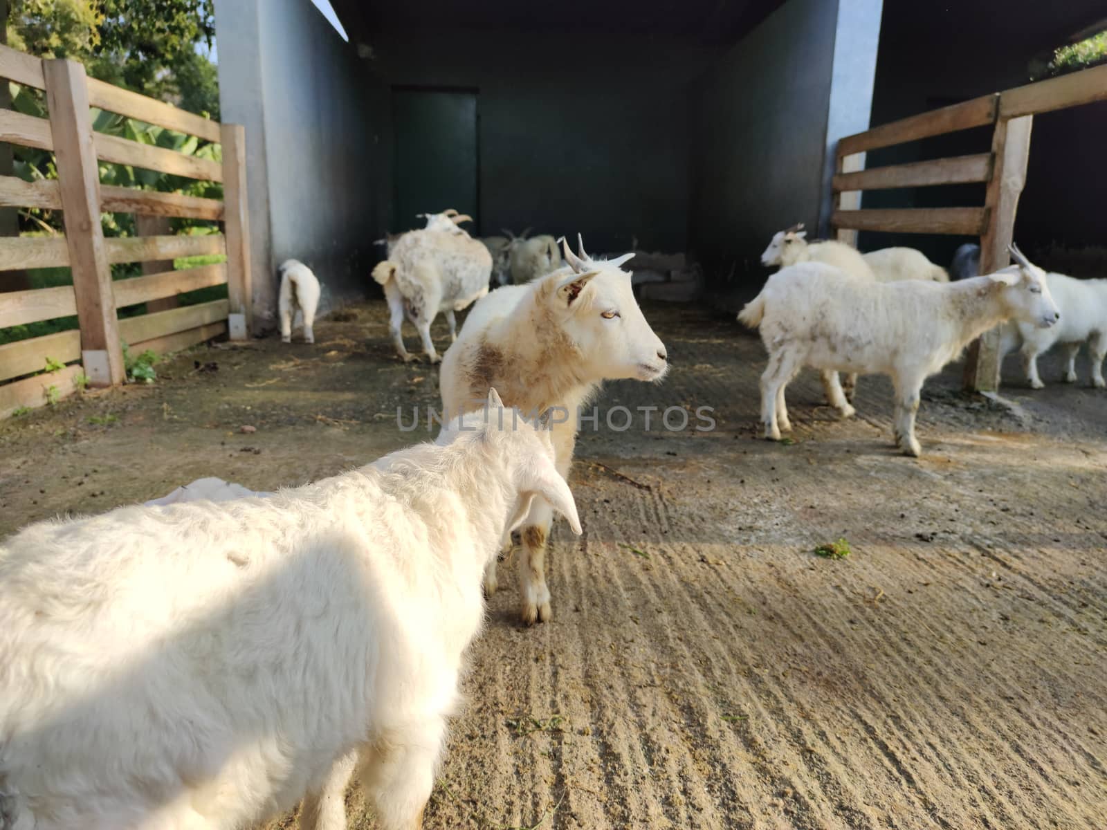 a group of goats sitting in the field by devoxer