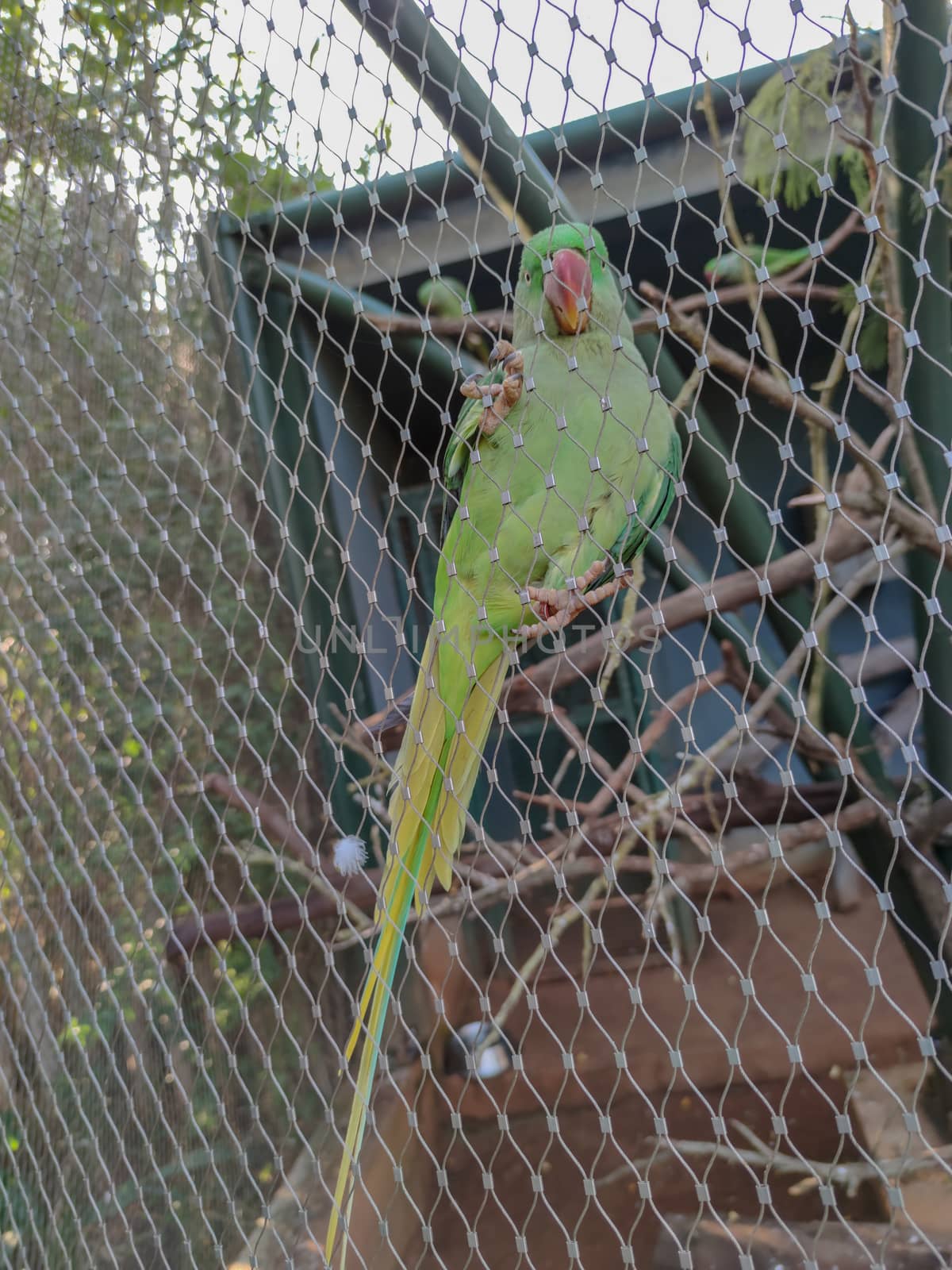 wonderful bird sitting in its cage