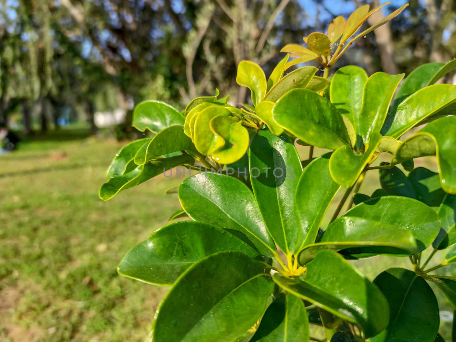 a beautiful green plants in the forest by devoxer