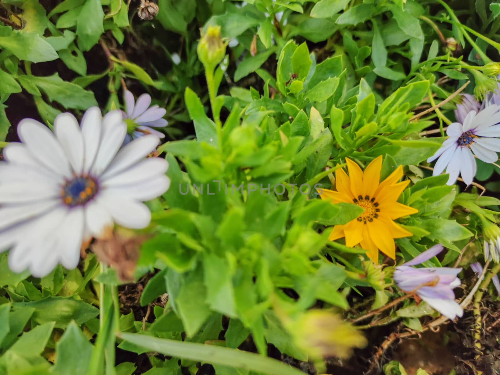 beautiful yellow and white flower inside the green plants