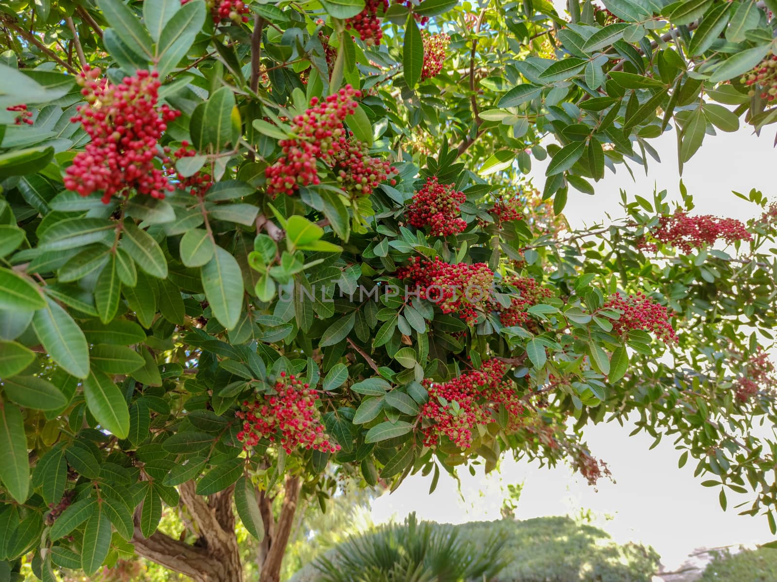 beautiful red plants in the forest by devoxer