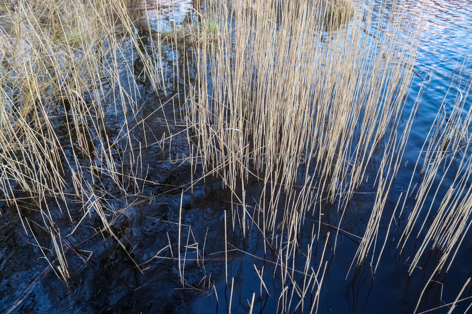 Beautiful landscape at the coast of a lake with a reflective water surface and some grass and reed