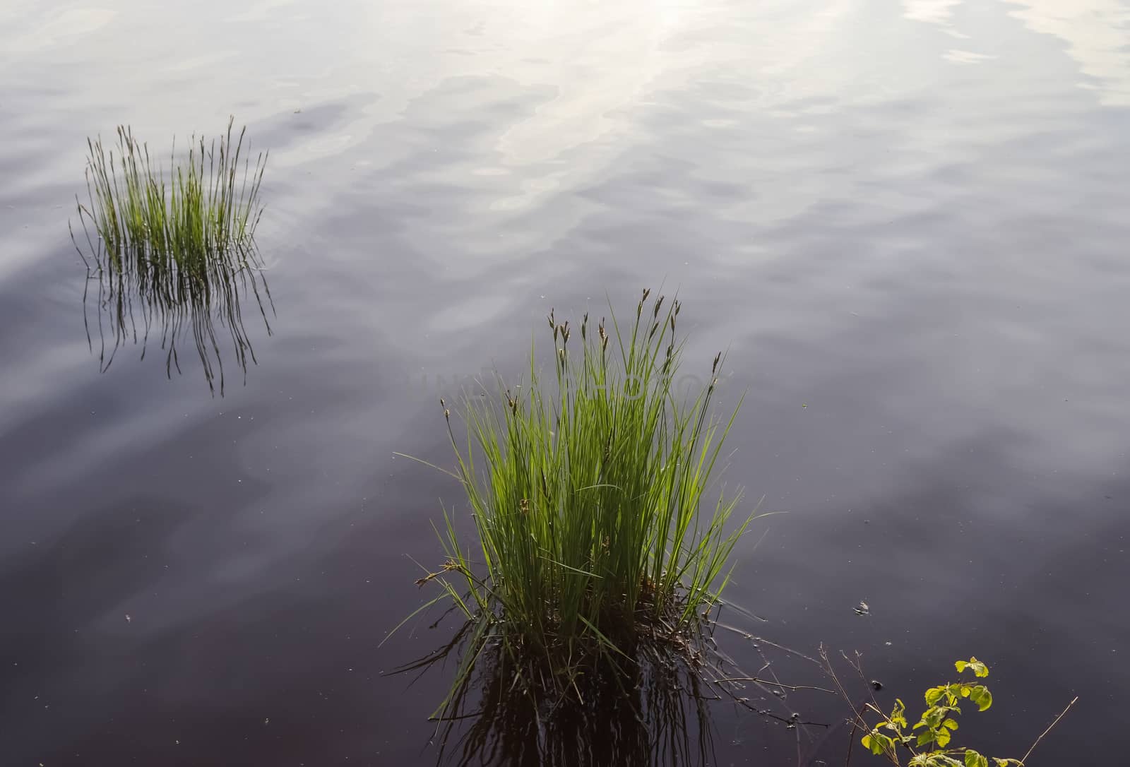 Beautiful landscape at the coast of a lake with a reflective water surface and some grass and reed