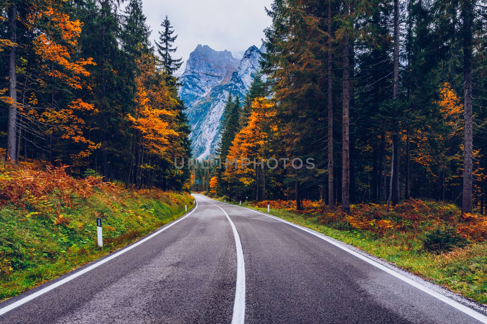 View of winding road. Asphalt roads in the Italian Alps in South Tyrol, during autumn season. Autumn scene with curved road and yellow larches from both sides in alp forest. Dolomite Alps. Italy