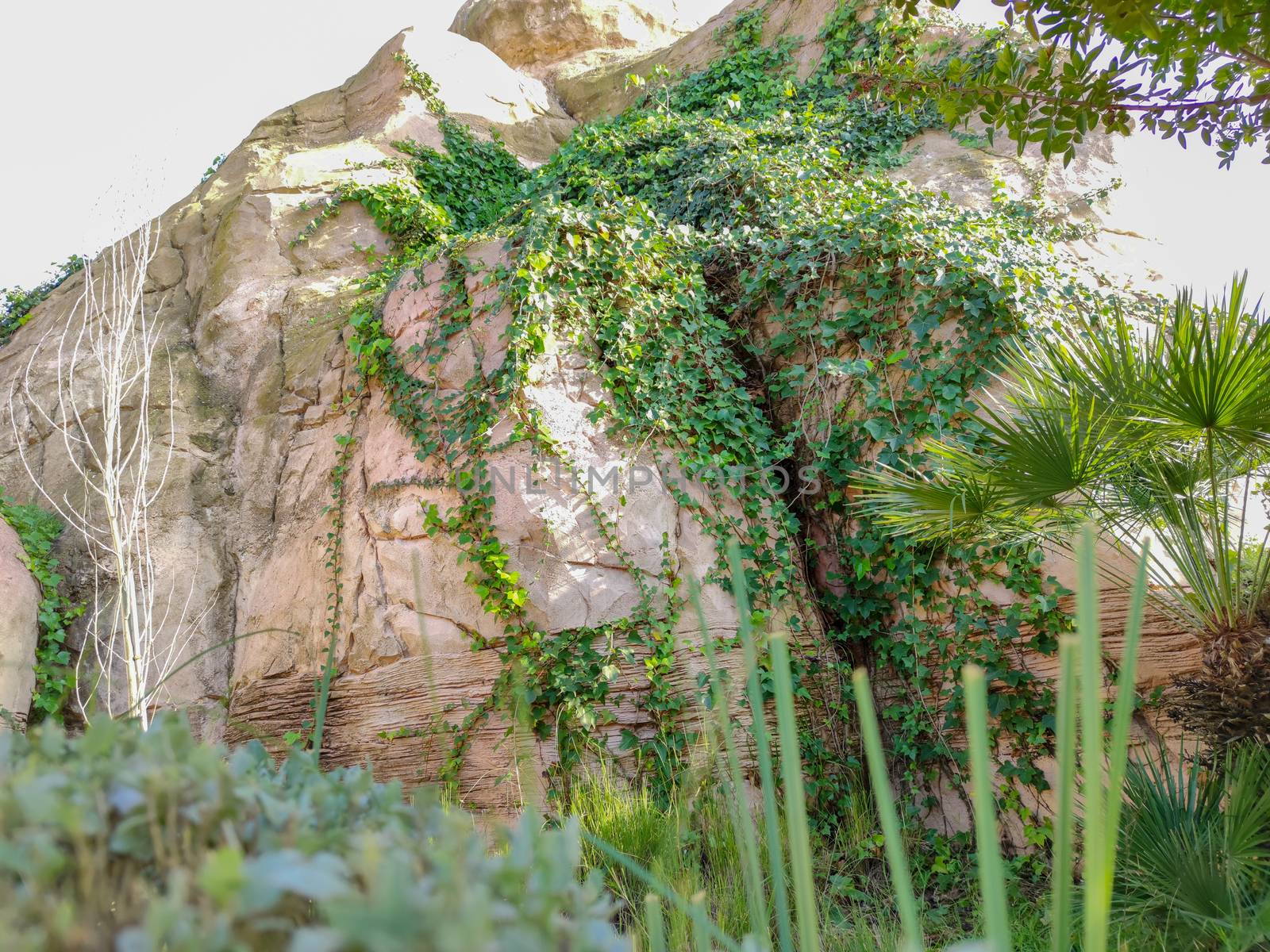 a beautiful rock with green plant inside it by devoxer