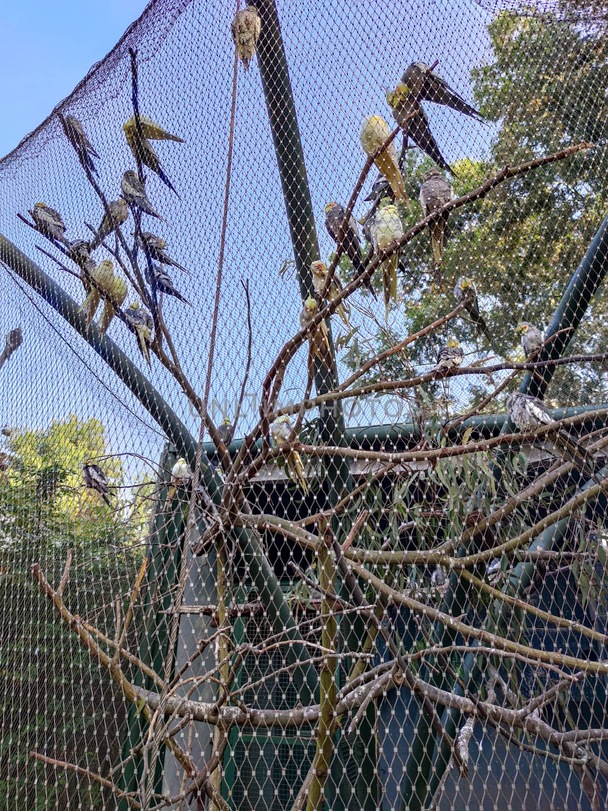 a group of wonderful birds sitting in their cage
