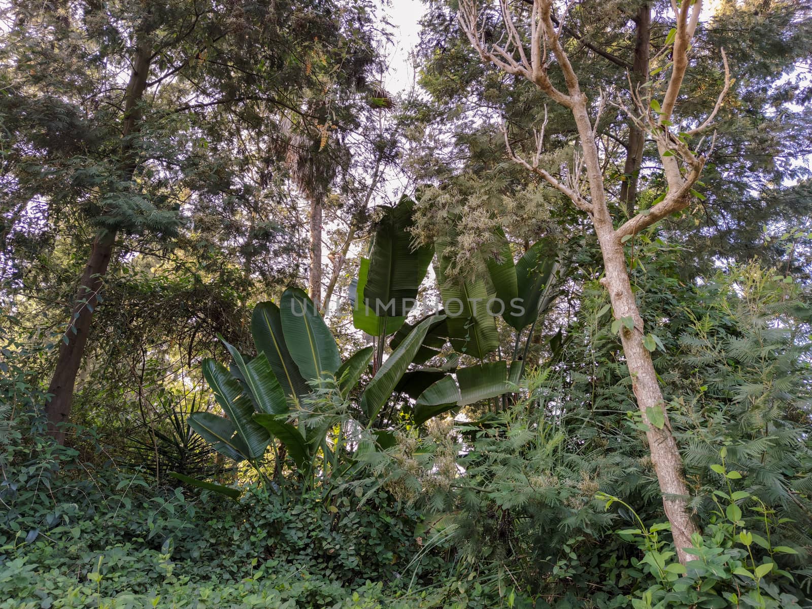 a group of green plants in the forest by devoxer