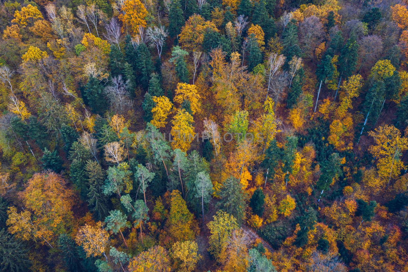 Aerial top down view of autumn forest with green and yellow trees. Mixed deciduous and coniferous forest. Autumn forest from above. Colorful forest aerial view. Scenic yellow trees in woodland.