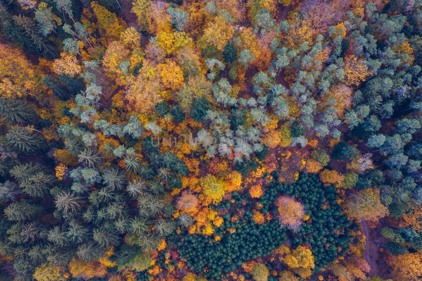 Aerial top down view of autumn forest with green and yellow trees. Mixed deciduous and coniferous forest. Autumn forest from above. Colorful forest aerial view. Scenic yellow trees in woodland.
