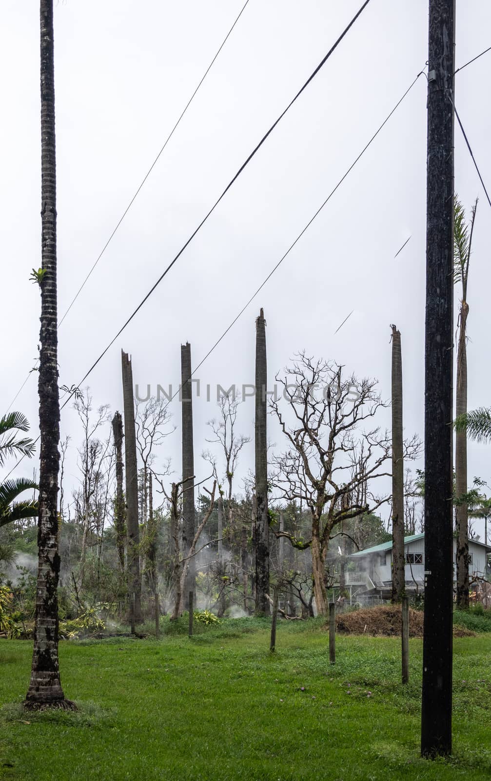 Topped off palm trees and gases escaping earth, Leilani Estate, by Claudine