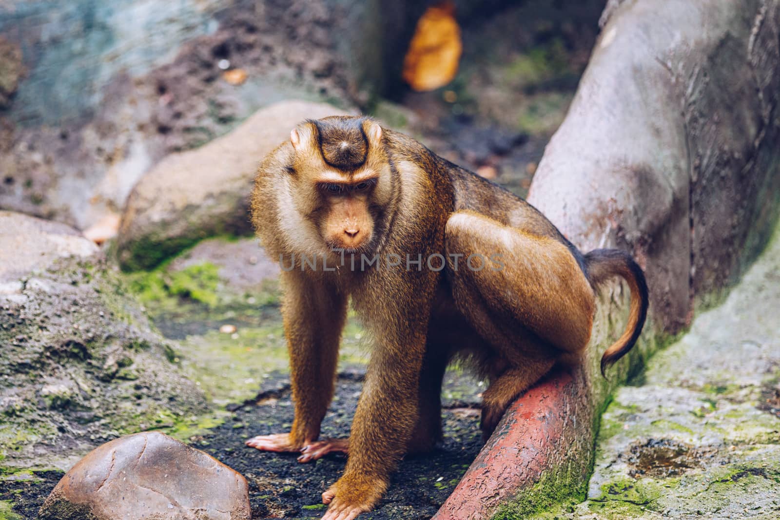 Southern Pig-tailed Macaque (Sundaland pigtail macaque or Sunda  by DaLiu