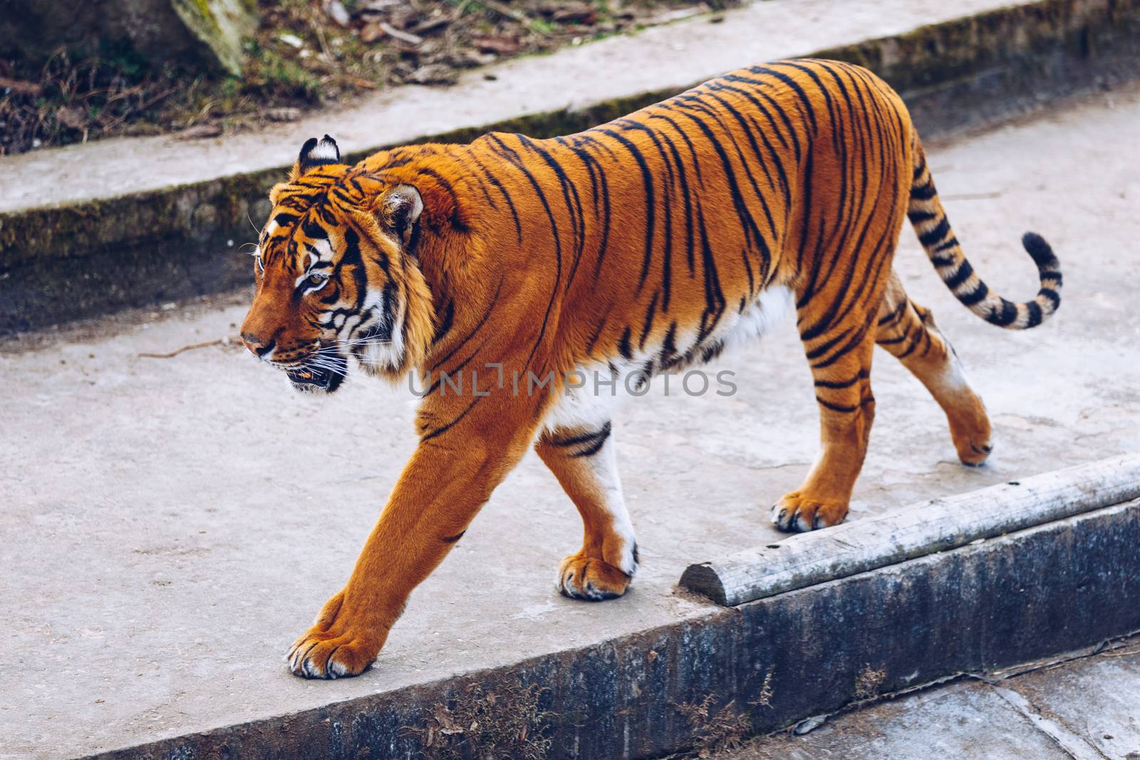 Sumatran tiger (Panthera tigris sumatrae) in Prague zoo. Tiger at the Prague Zoo. Portrait of tiger. Prague Zoo, Czech Republic