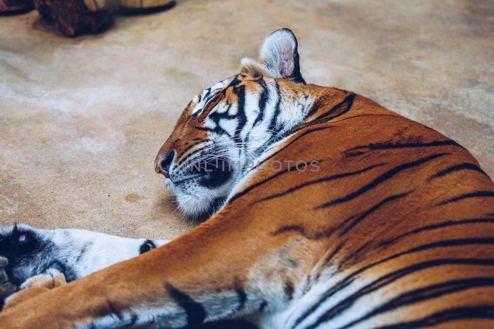 Sumatran tiger (Panthera tigris sumatrae) in Prague zoo. Tiger at the Prague Zoo. Portrait of tiger. Prague Zoo, Czech Republic