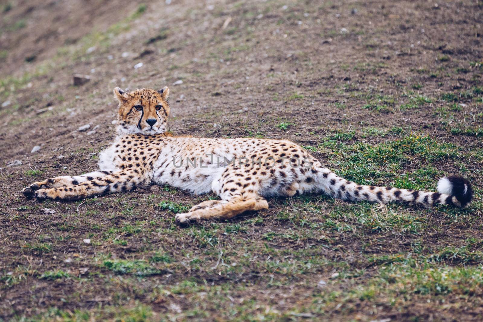 Cheetah, friendly animals at the Prague Zoo. View of the cheetah in the Prague Zoo. Cheetah relaxing on a grass hill. Predatory Cheetah, Zoo Prague, Czech Republic. Predatory Cheetah in Zoo Prague.