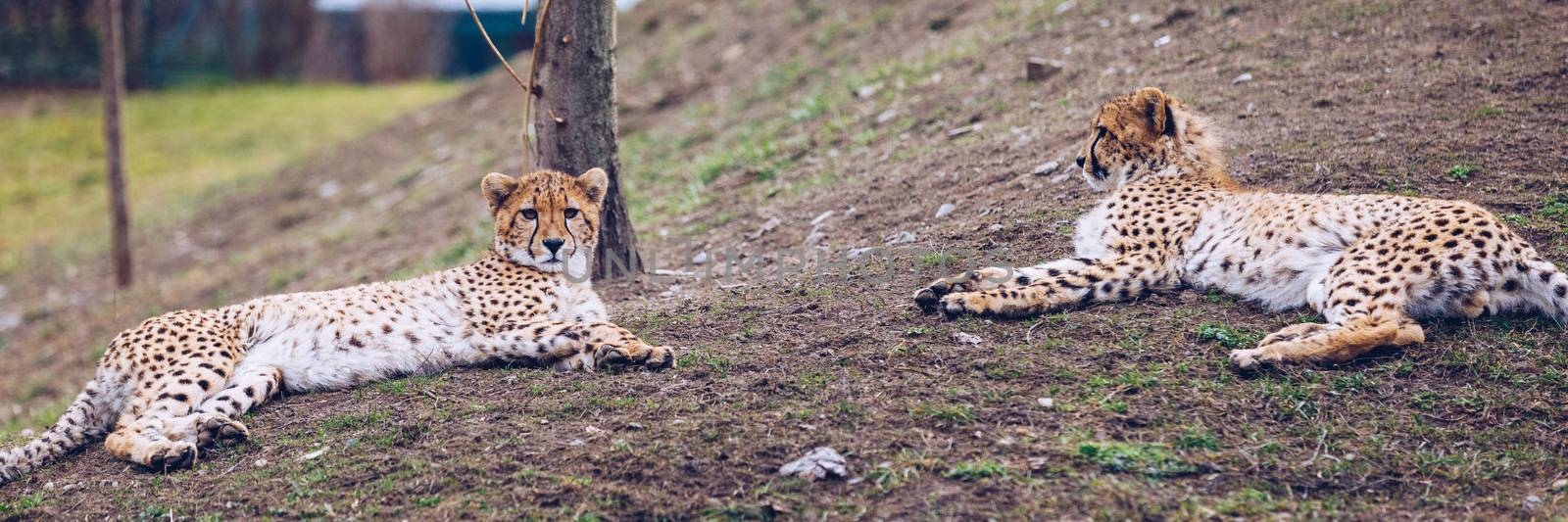 Cheetah, friendly animals at the Prague Zoo. View of the cheetah by DaLiu