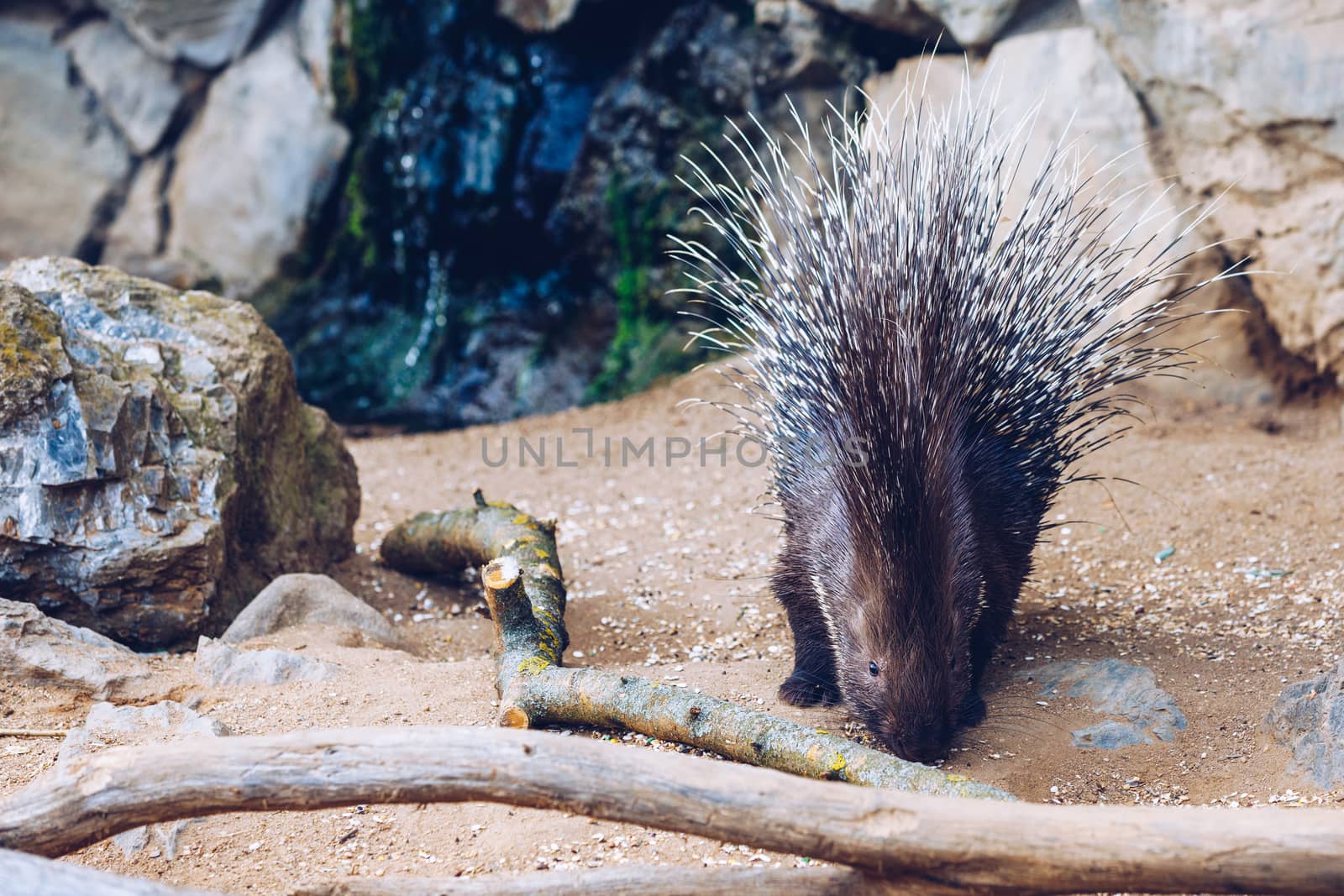 Porcupine in a Zoo in Prague, the Czech Republic. Large Porcupine, Common Porcupine. Close up of a big porcupine.