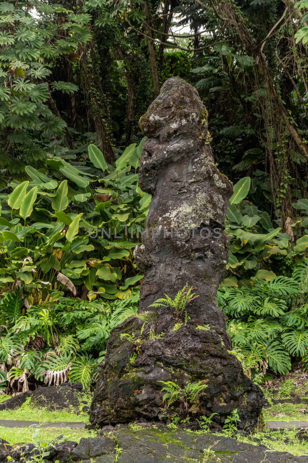 Leilani Estate, Hawaii, USA. - January 14, 2020: Centuries old Pony-faced black Lava Tree in green State Monument Park. Only shades of black and green.