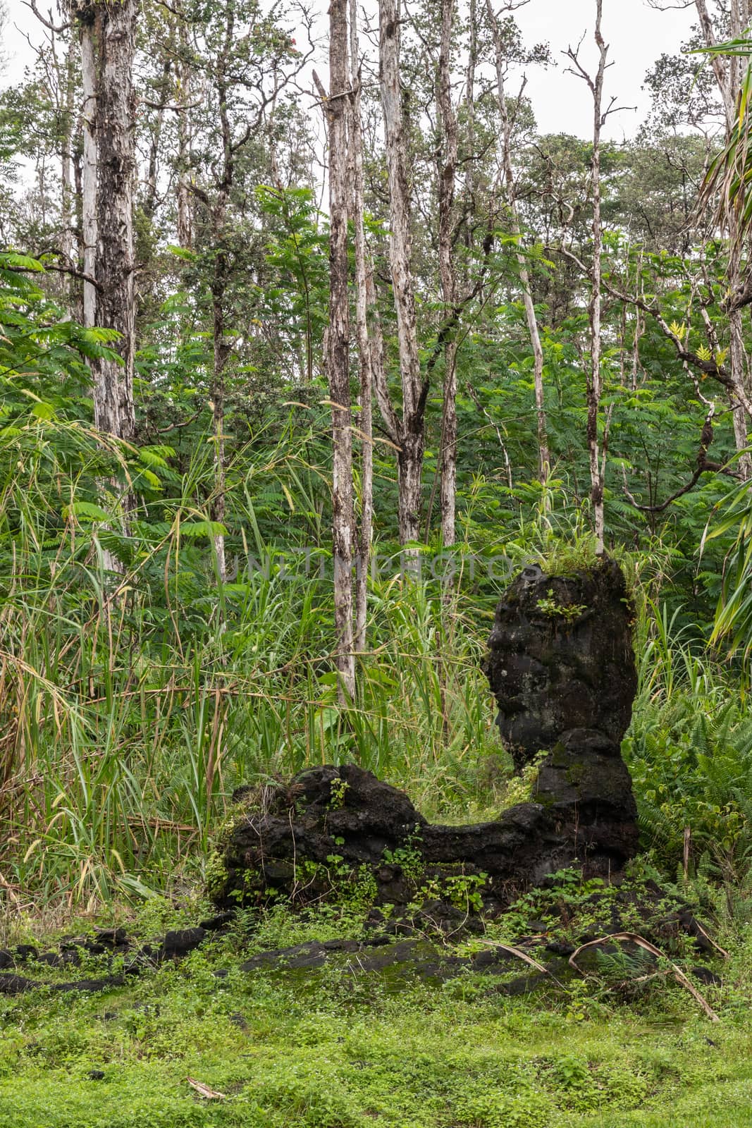 Lying lion Lava tree in green park, Leilani Estates, Hawaii, USA by Claudine