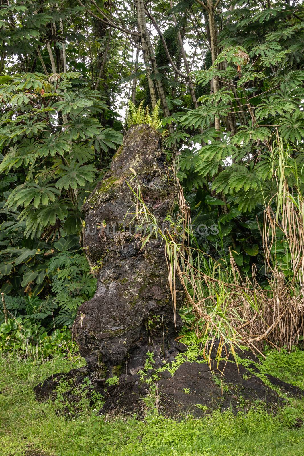 Ferns grow on top of Lava tree in green park, Leilani Estates, H by Claudine