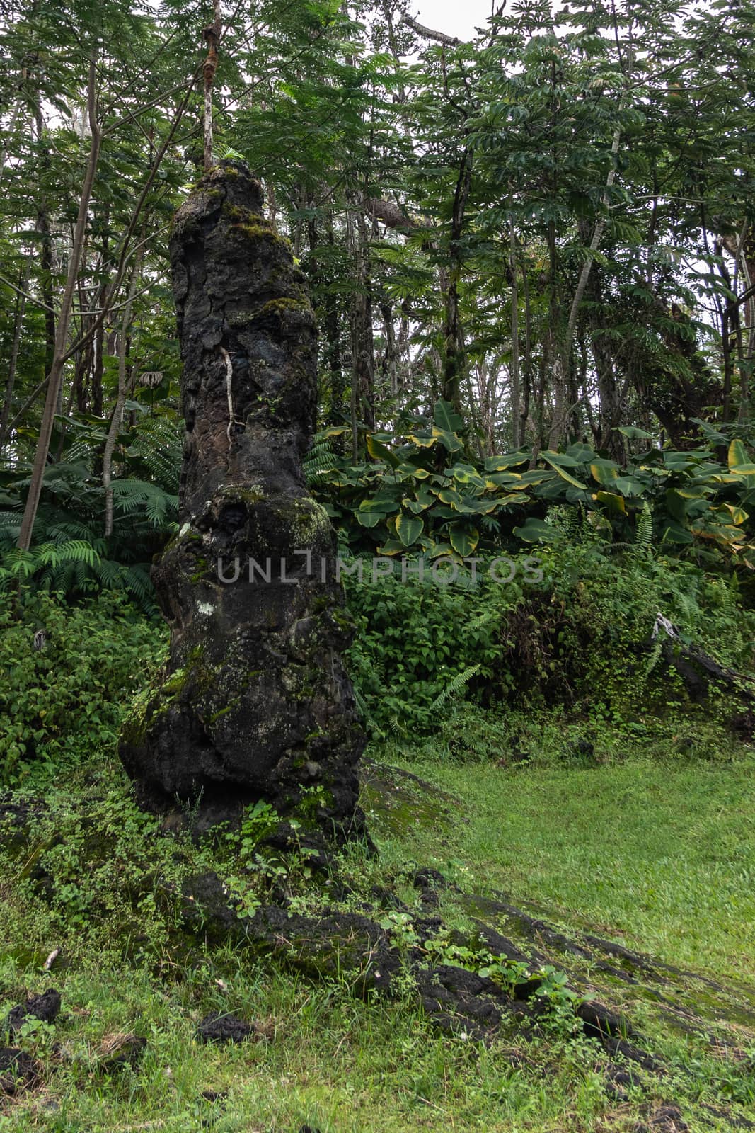Original tree sticks out of Lava tree in green park, Leilani Est by Claudine