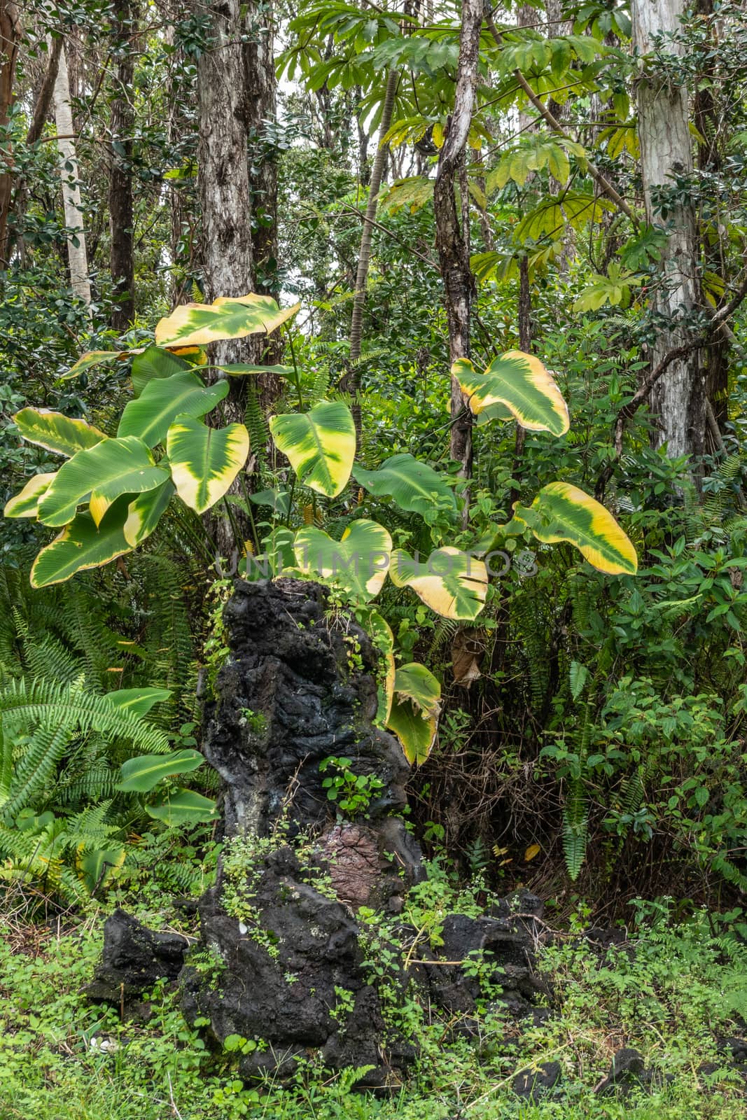 Short Lava tree with green-yellow plant in green park, Leilani E by Claudine