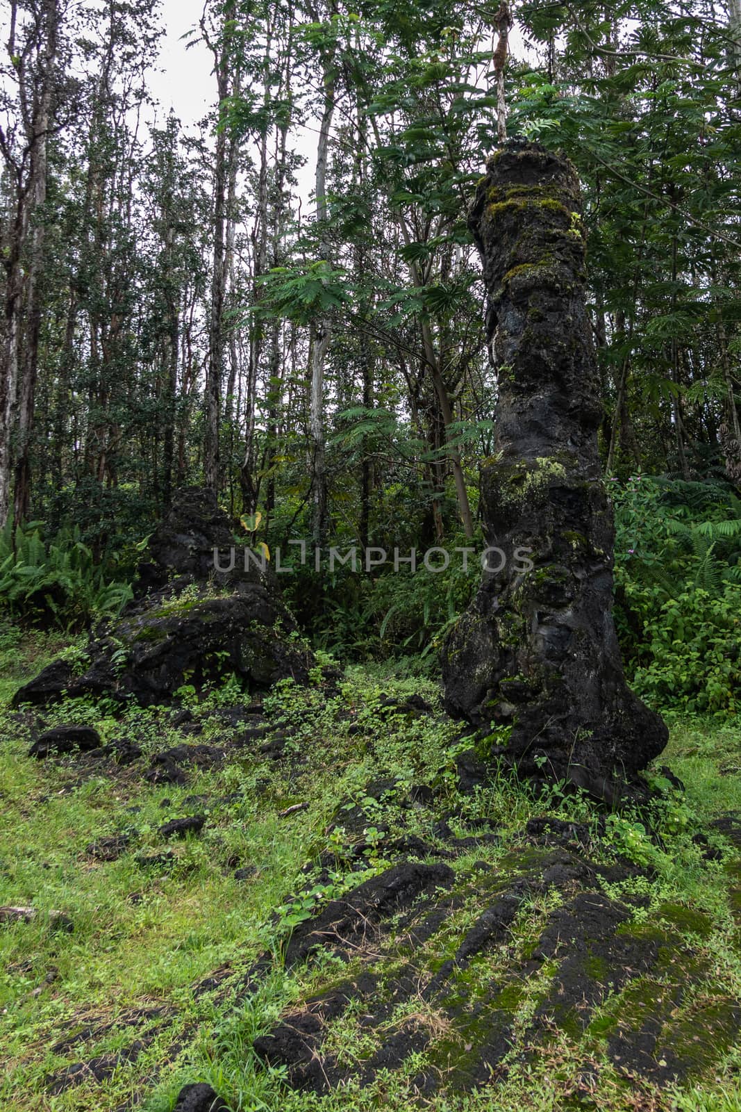 Leilani Estate, Hawaii, USA. - January 14, 2020: Centuries old black Lava Tree and small lava hills in green State Monument Park. Green environment with gray-brown trees and silver sky patches.