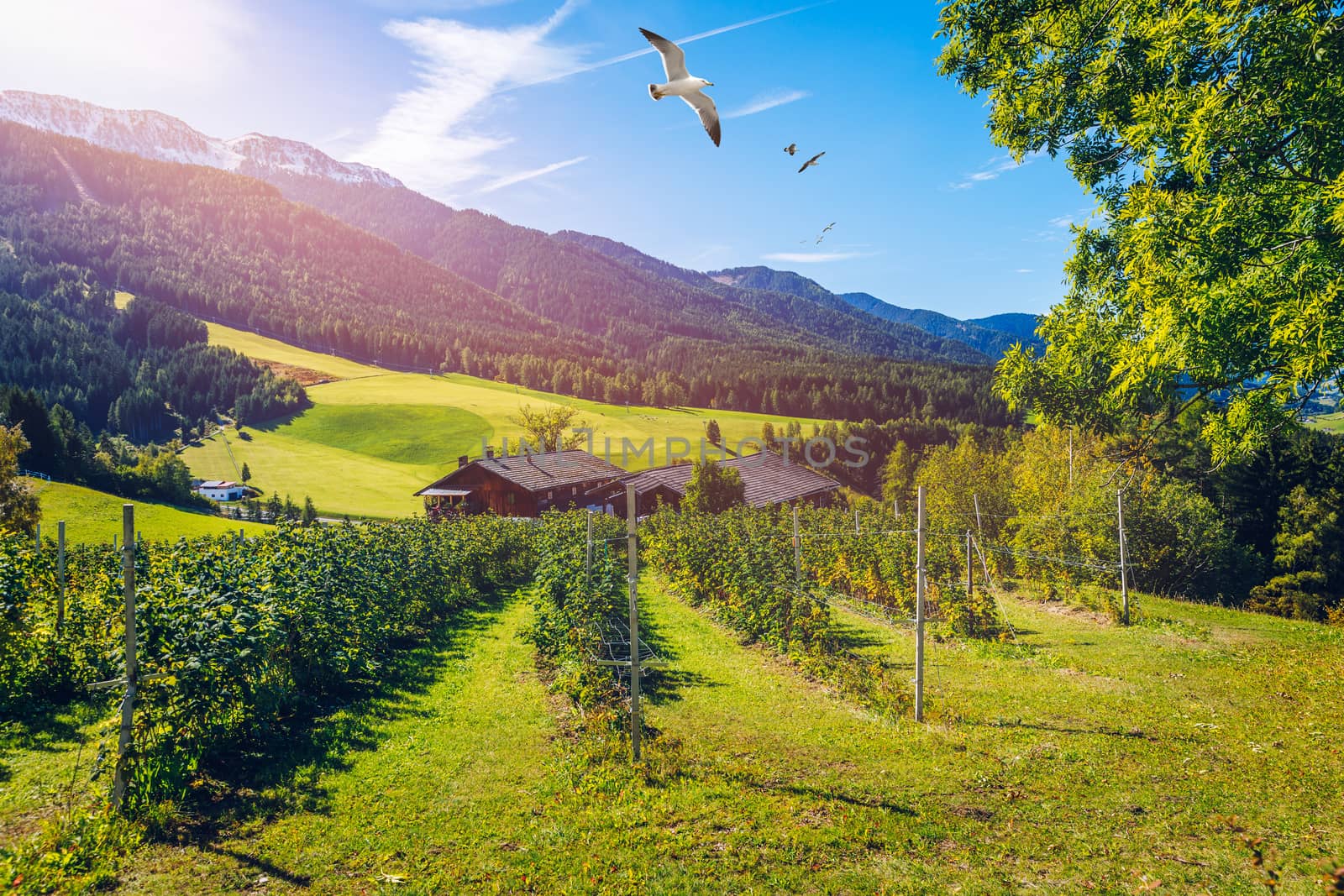 Farm field and village. Farm field and village on a blue sky day. Rural landscape farmhouse. Farm field and a village in Italy. Scenic farm field and a village in Italy in summer