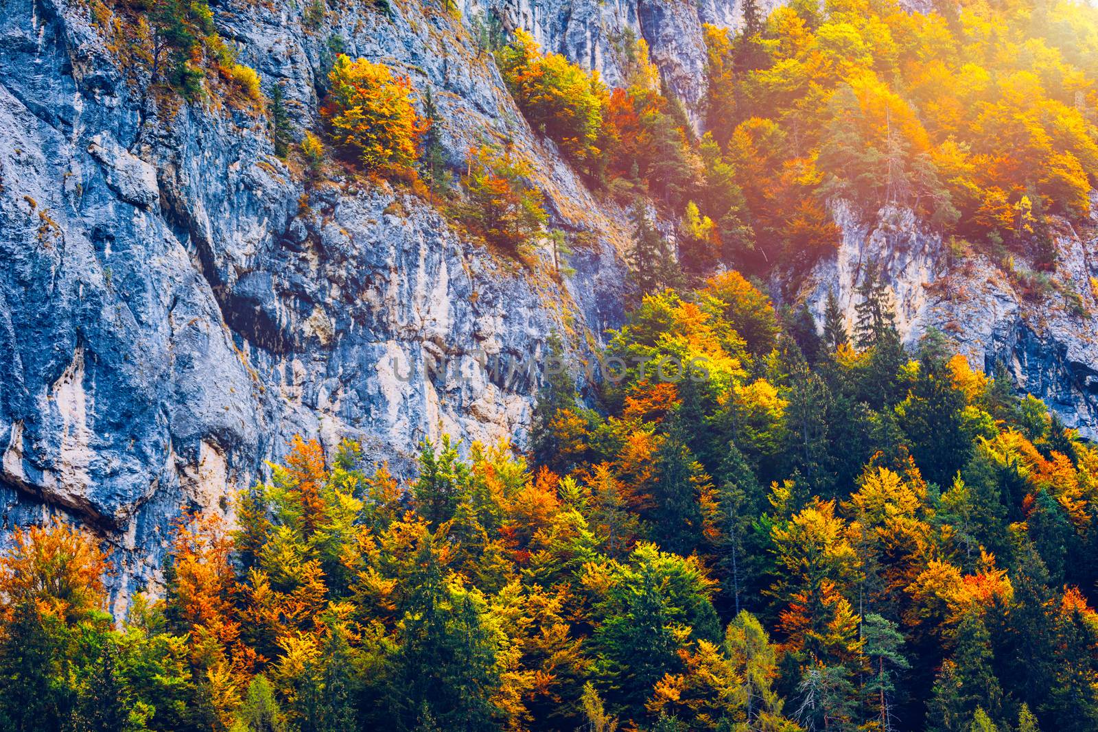Mountain autumn landscape with colorful forest. Colorful forest on mountain autumn season. Mountain landscape with forests in autumn colors. Golden Leaves of Aspen Trees in a Mountain Forest.