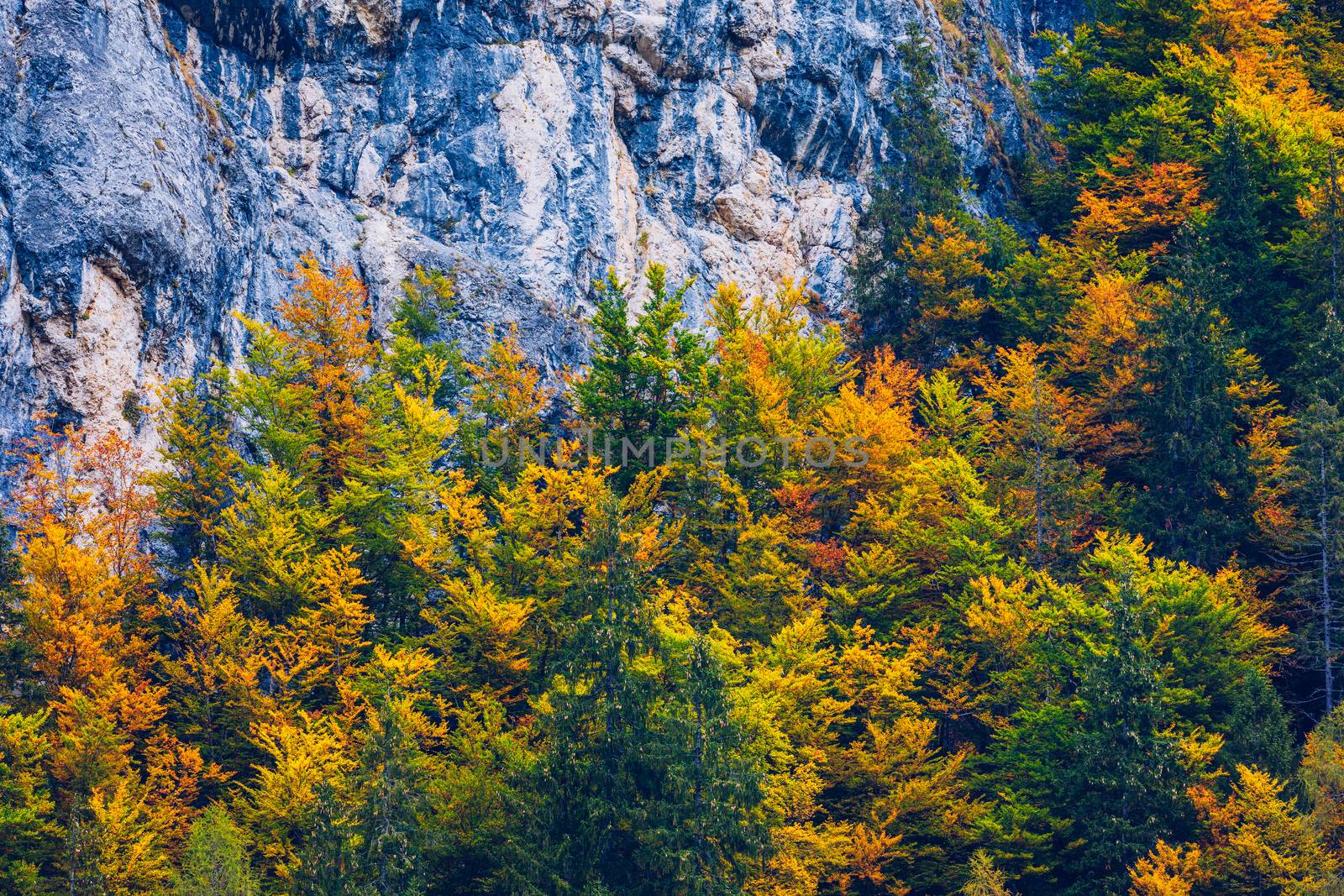 Mountain autumn landscape with colorful forest. Colorful forest on mountain autumn season. Mountain landscape with forests in autumn colors. Golden Leaves of Aspen Trees in a Mountain Forest.