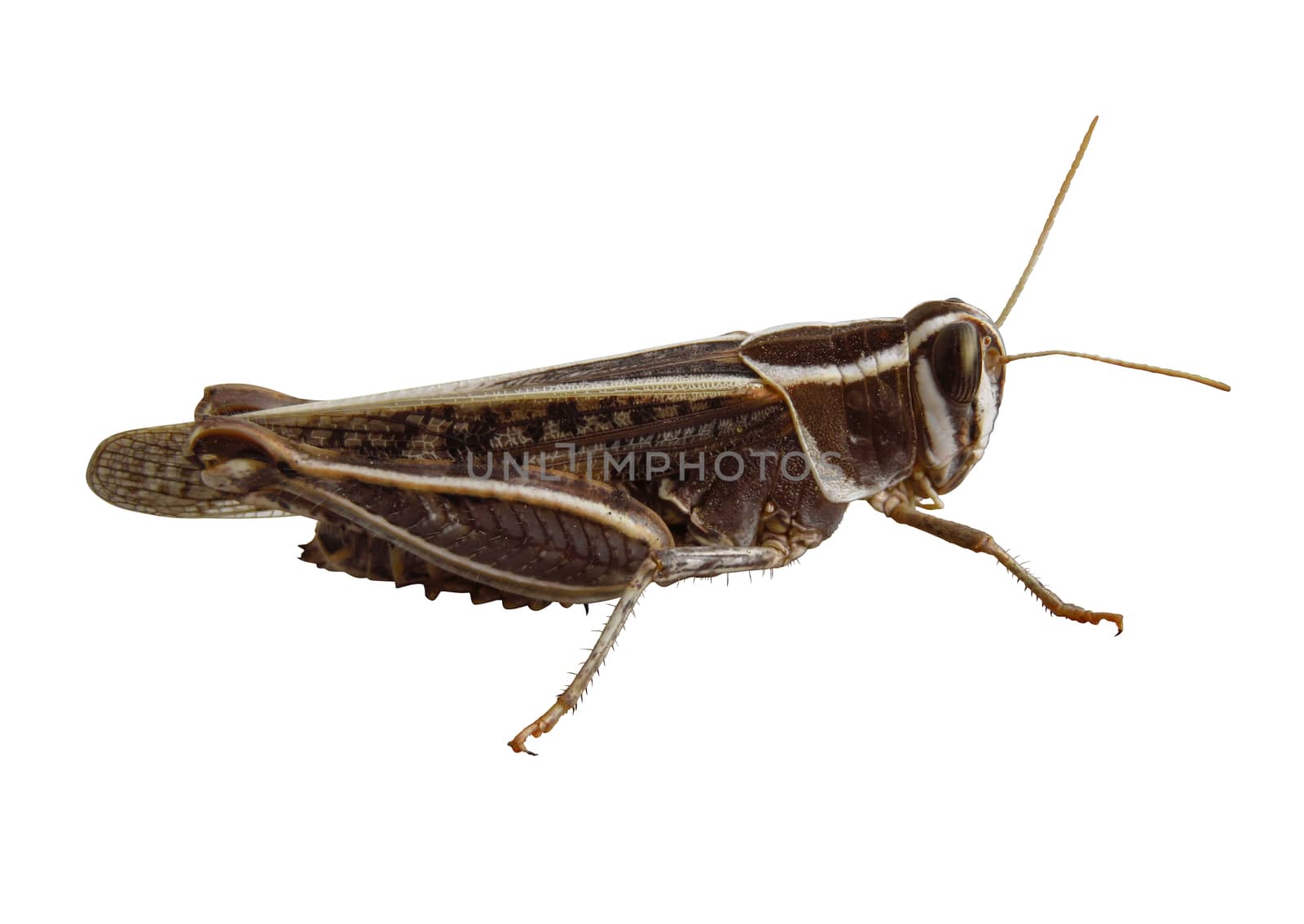 Locust isolated on white background. Clipping Path included.