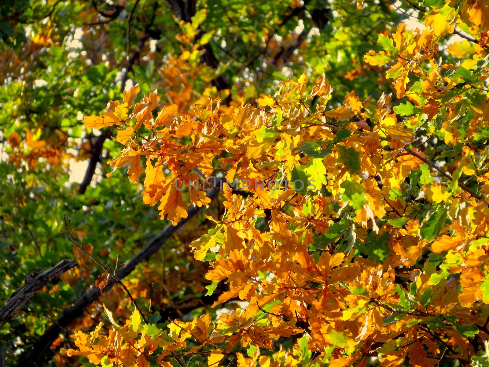 Oak branch with orange and green leaves in the forest in autumn