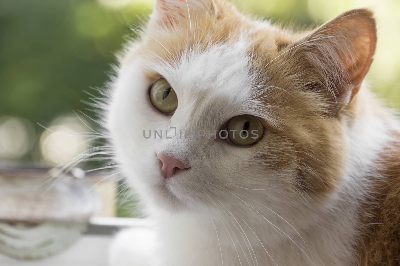 Red cat in a garden closeup view