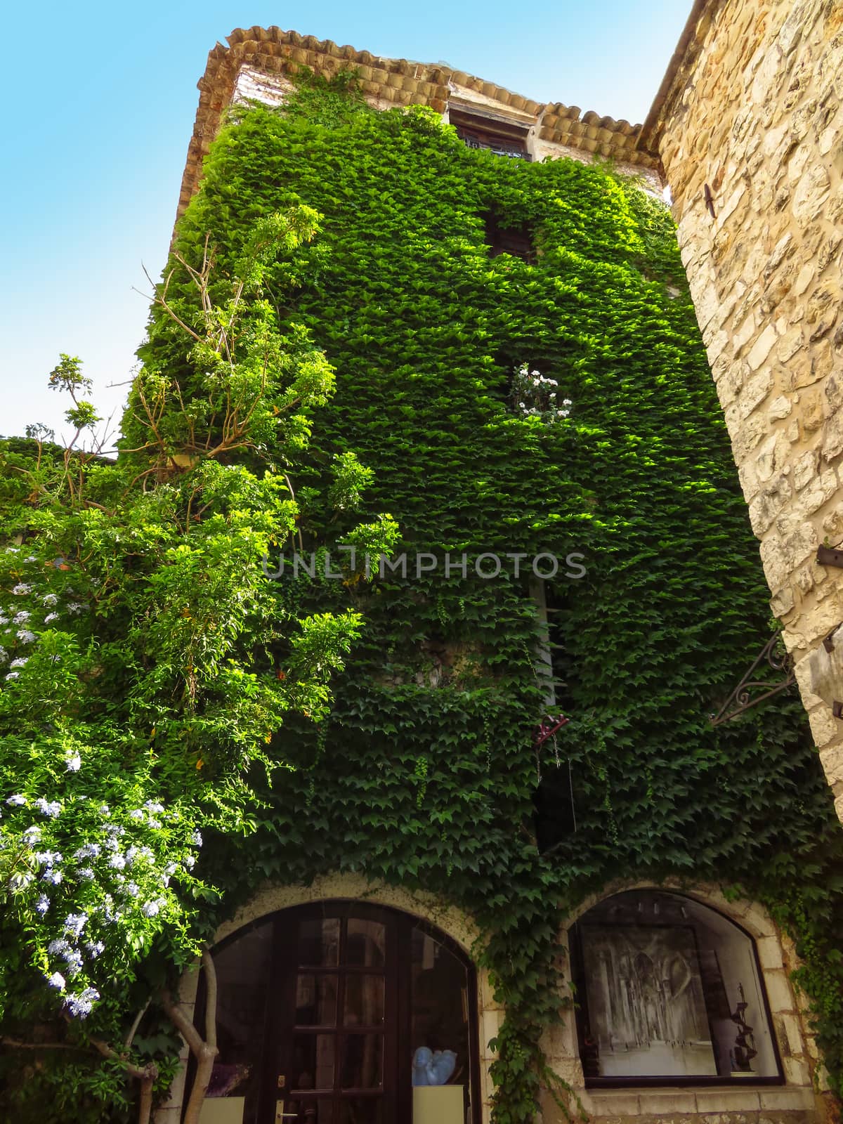 Saint Paul de Vence, France - July 9, 2018: Clambering plant on the exterior wall of the old house in Saint Paul De Vence, France.