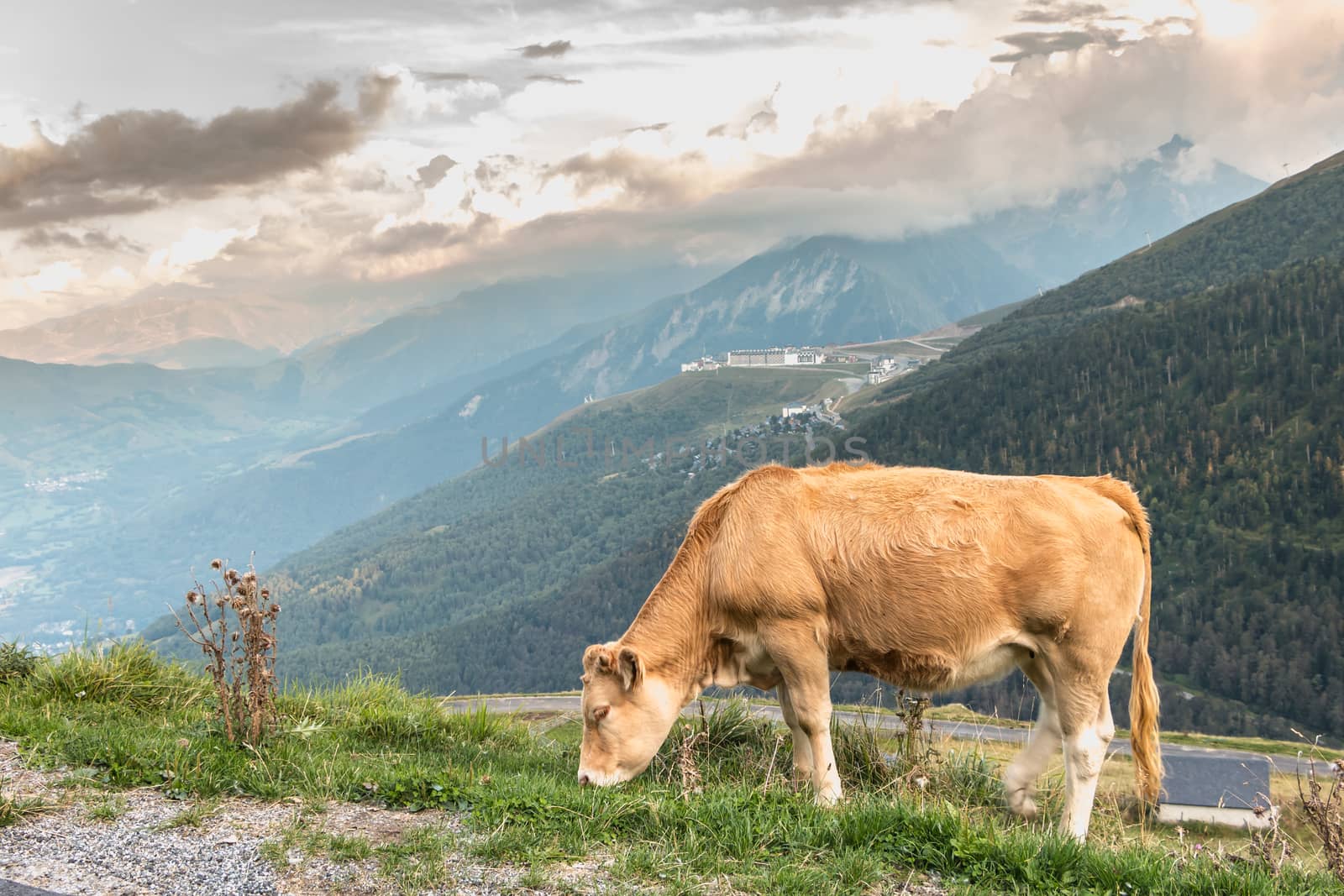 cow grazing in the pasture near the Pla D Adet ski resort by AtlanticEUROSTOXX