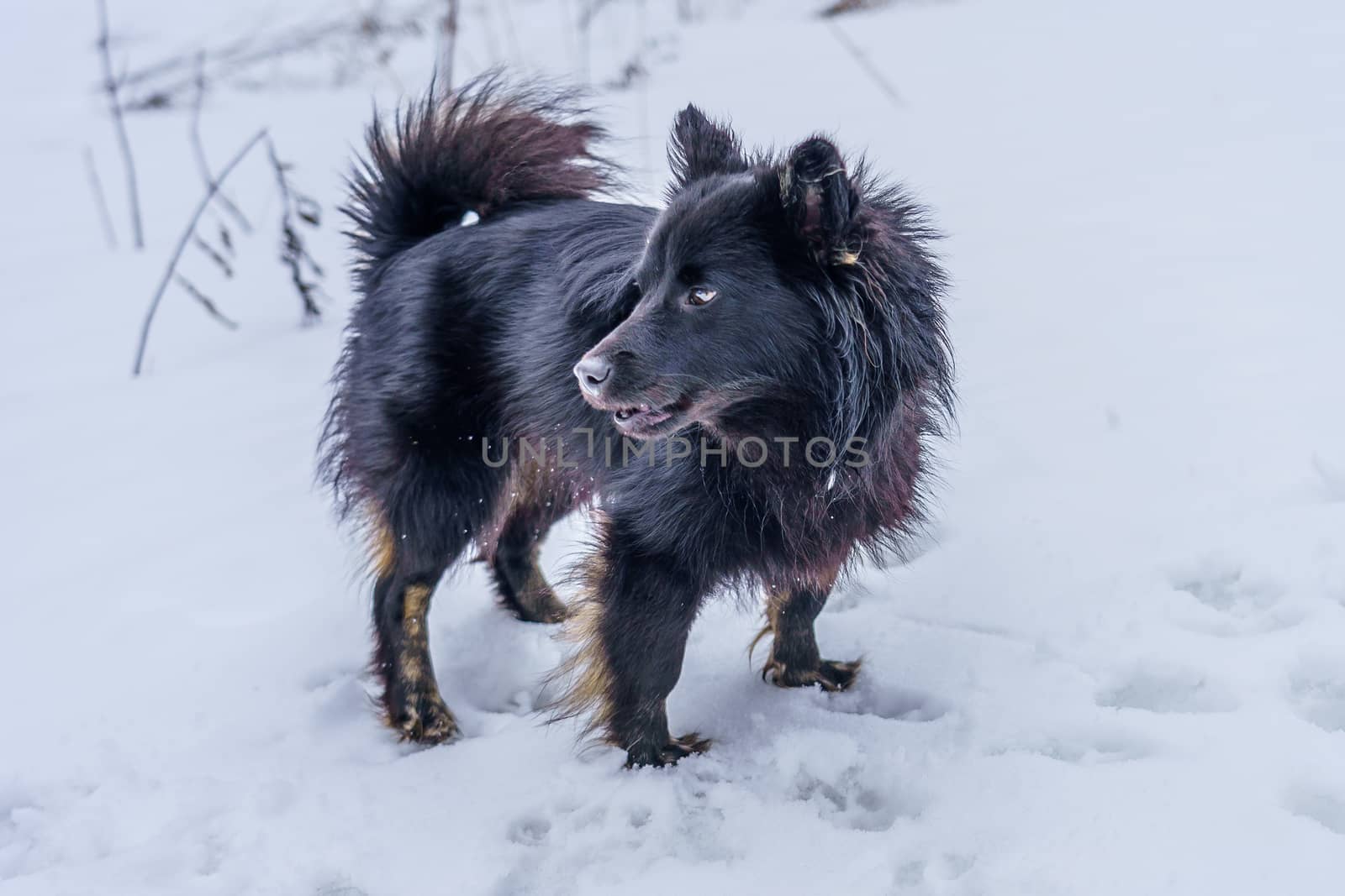 Black mongrel dog snow, domestic animal