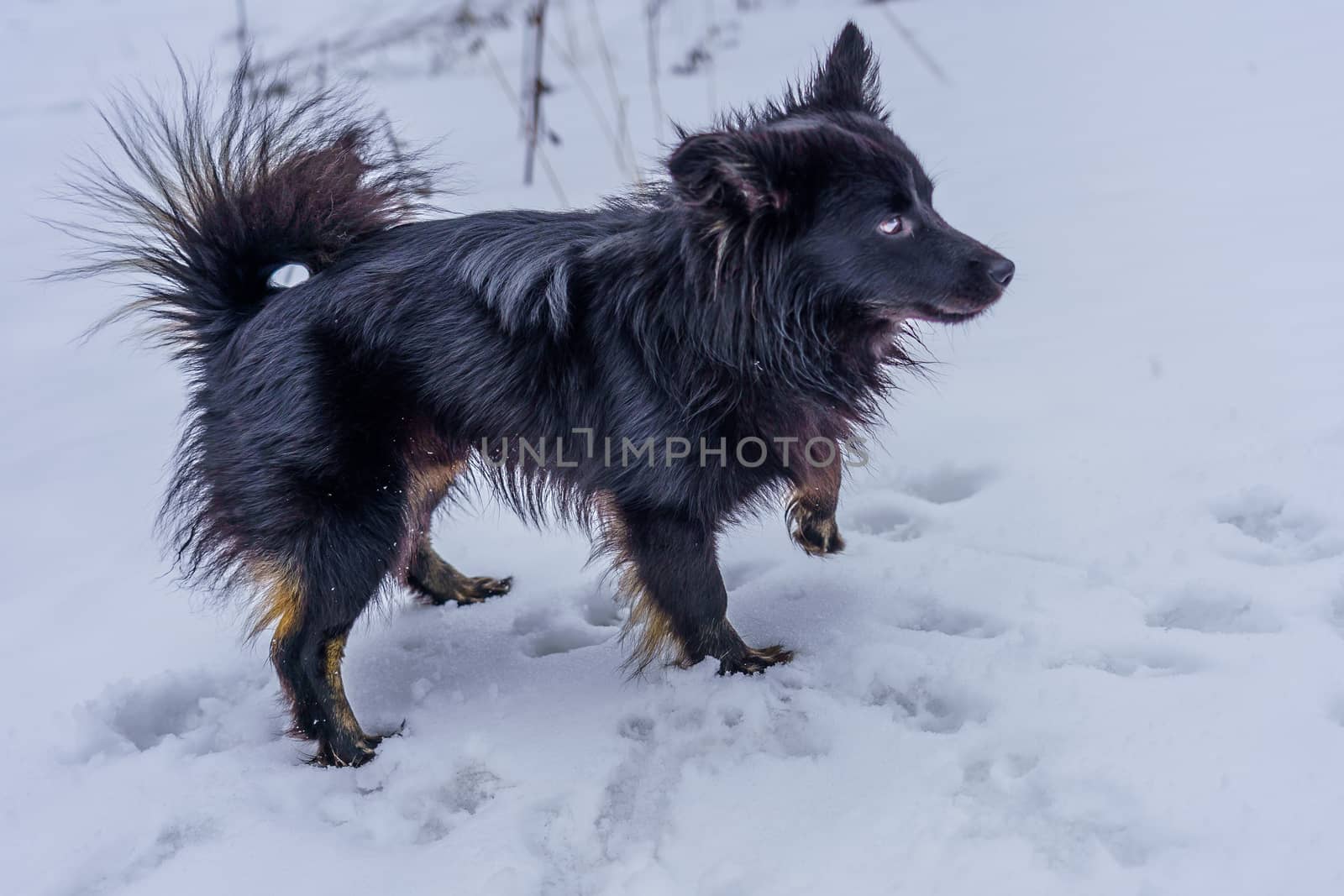 Black mongrel dog snow, domestic animal