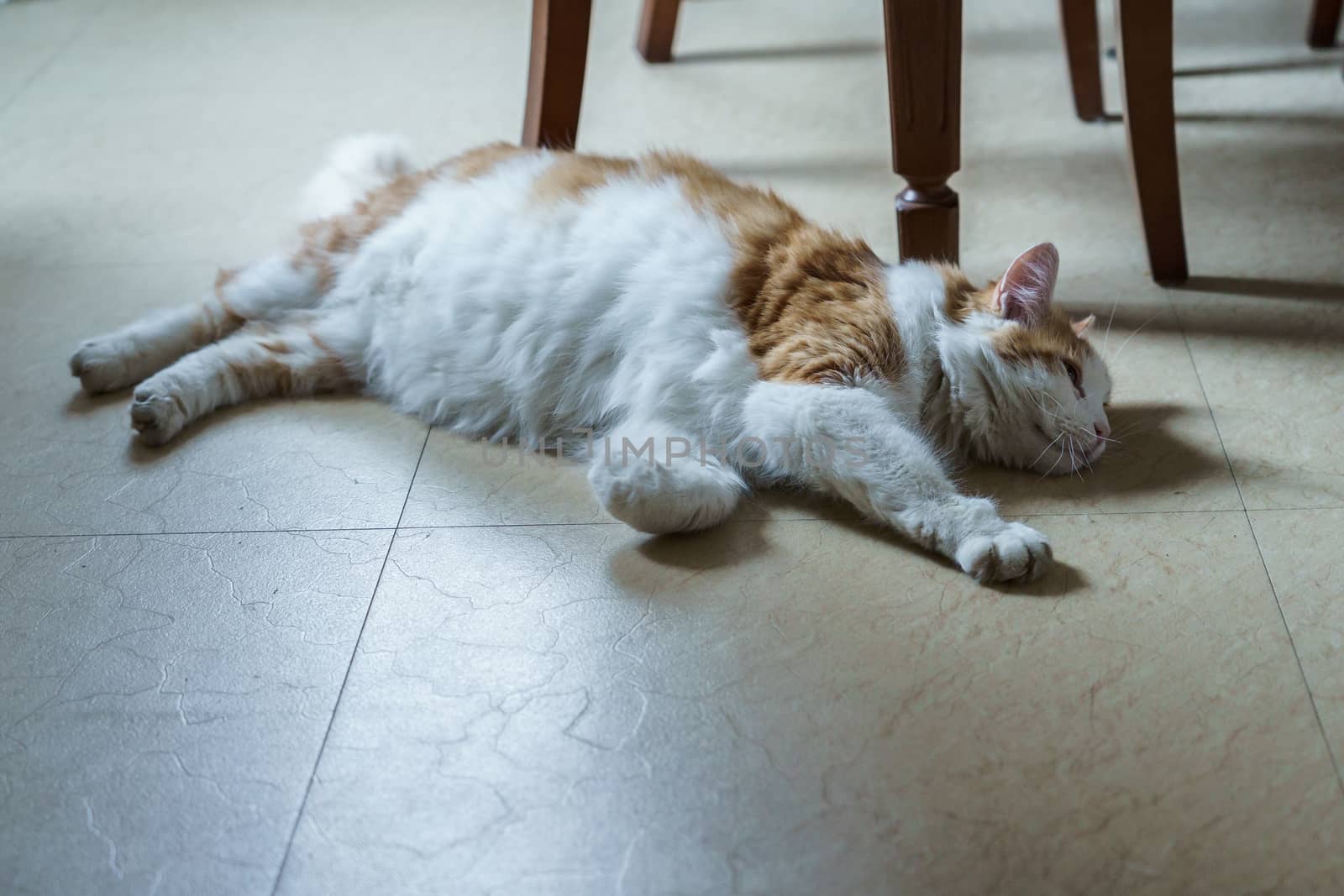lazy cat lying on the floor by VADIM