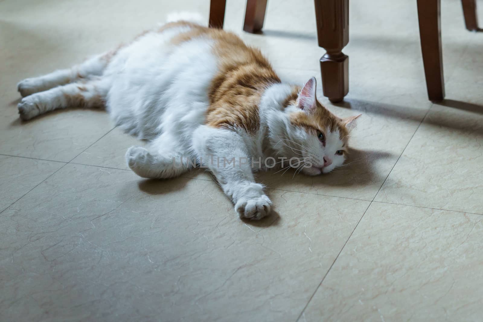 lazy white-red cat lying on the floor