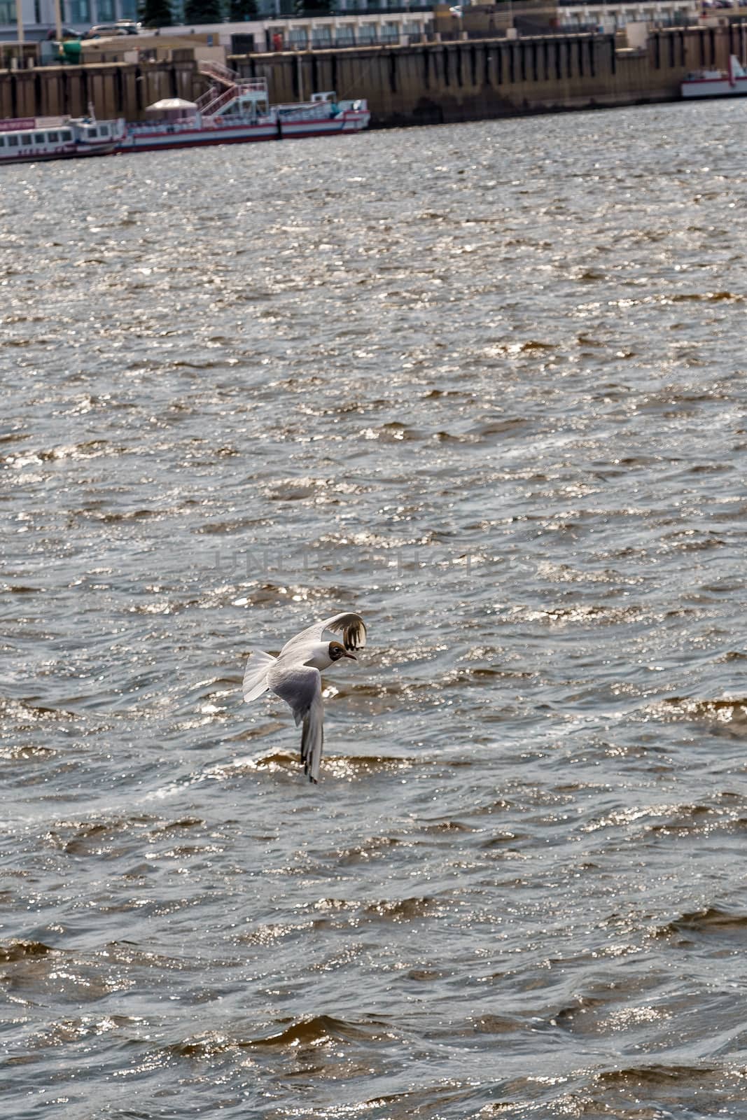 river gull with white-brown plumage on the river water and the embankment, selective focus