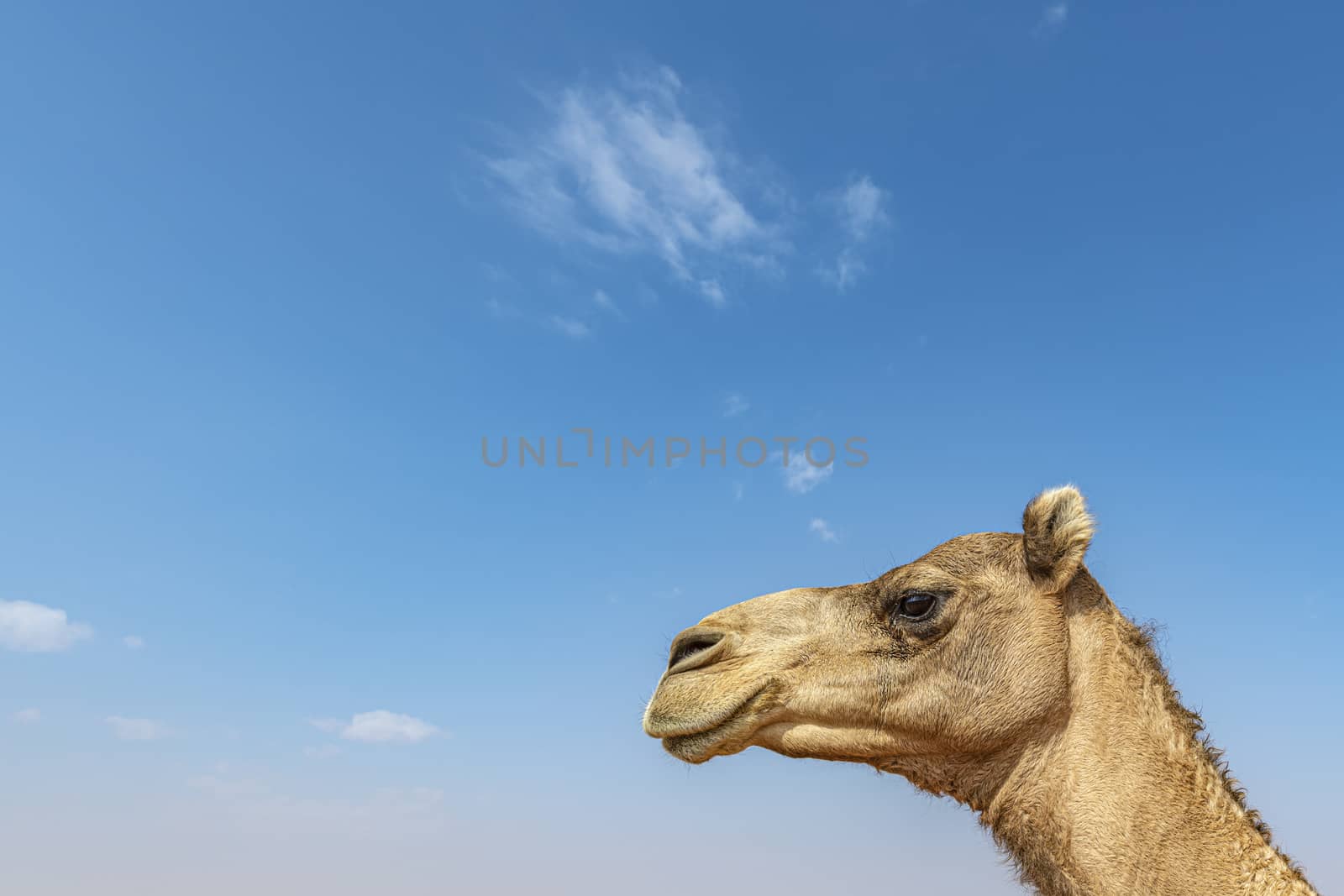 Camel in the desert by GABIS