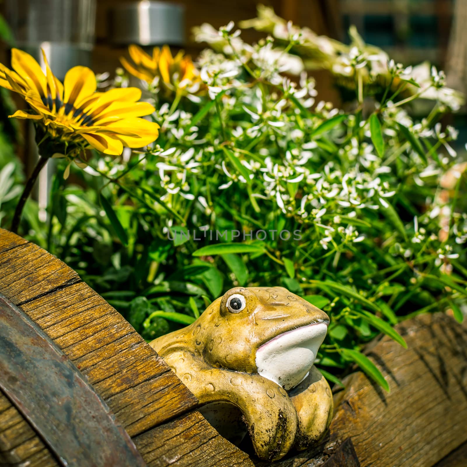 Decorative potted frog looking out of a barrel full of flowers by Umtsga