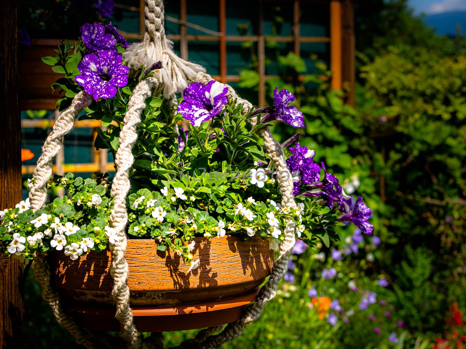 Blue petunia (Night Sky) in hanging basket in front of green plants