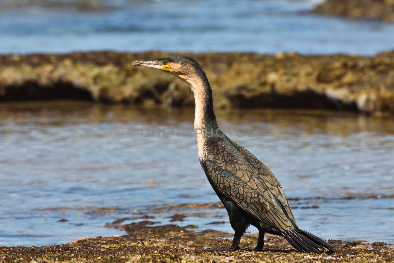 White-Breasted Cormorant By Coastal Rock Pool (Phalacrocorax lucidus) by jjvanginkel